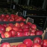 Яблоки Польские  ( фрухты и овоща из Польши) оптовая торговля