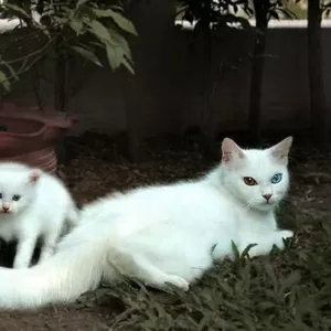 Чисто белого котенка