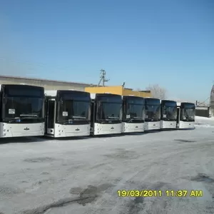 Автобусы МАЗ