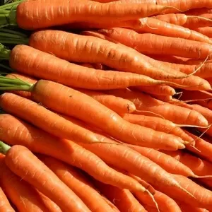 Морковь только оптом