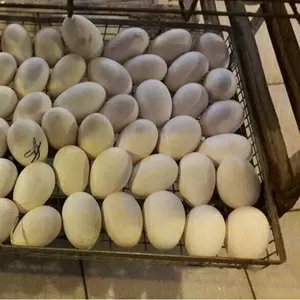 Продаем инкубационные яйца гусей,  уток,  цесарок.