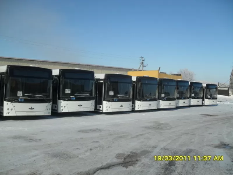 Автобусы МАЗ