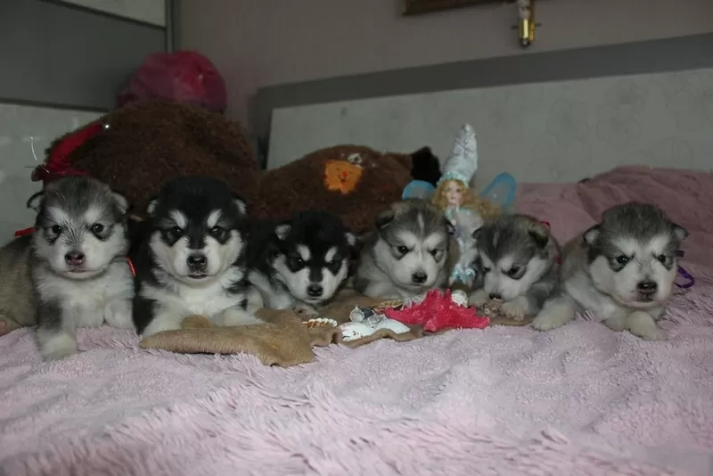 Продам щенков Аляскинского Маламута в Павлодаре от Титулованных родите 2