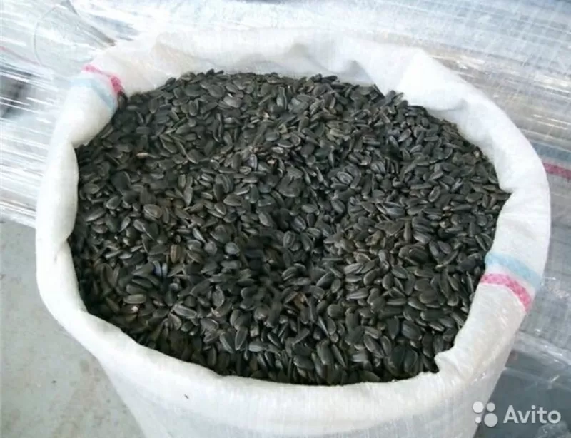Продам семечки маслиничные оптом на экспорт с Россий город Саратов 
