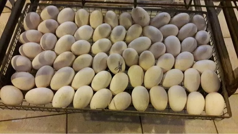 Продаем инкубационные яйца гусей,  уток,  цесарок.